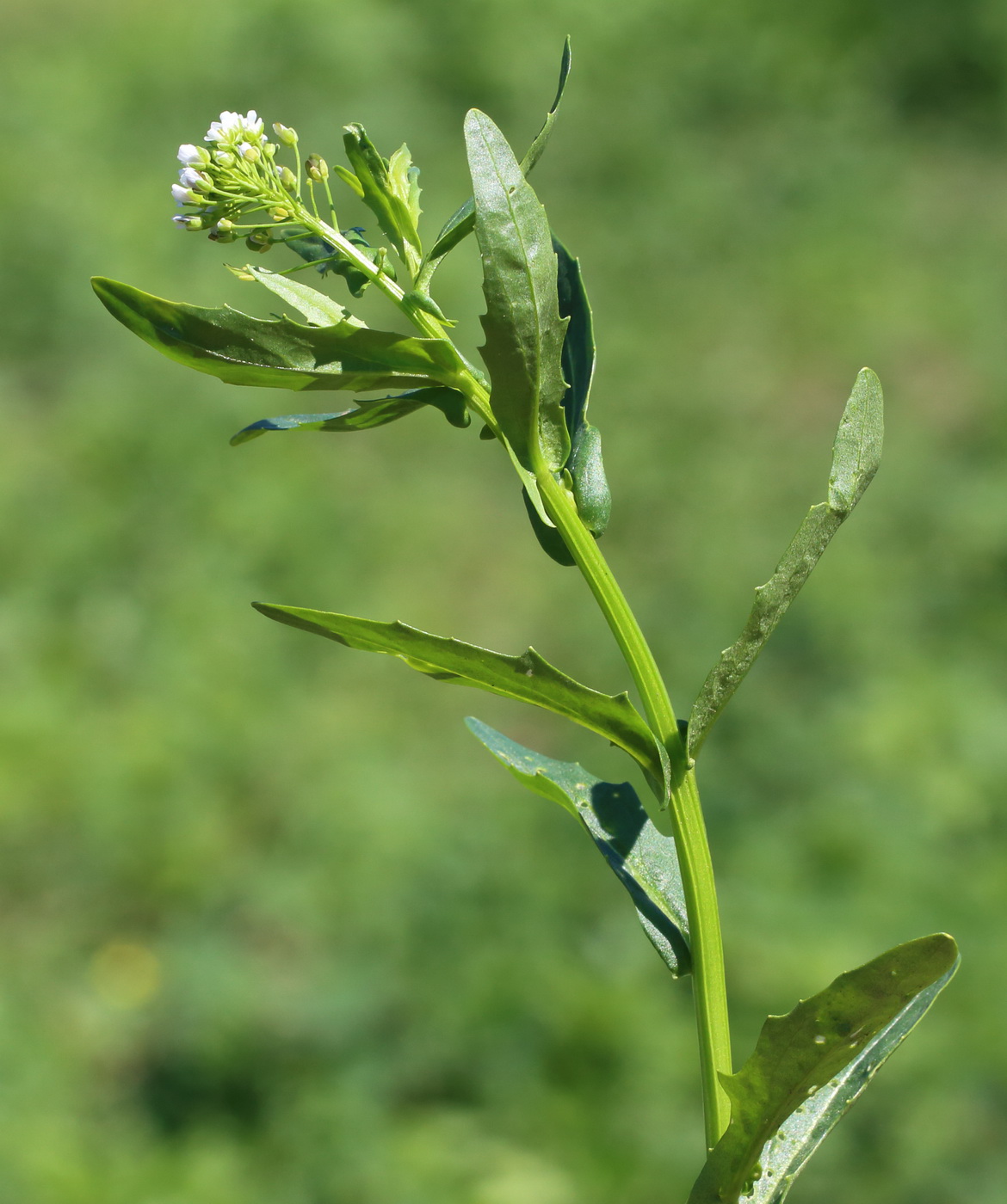 Image of Thlaspi arvense specimen.