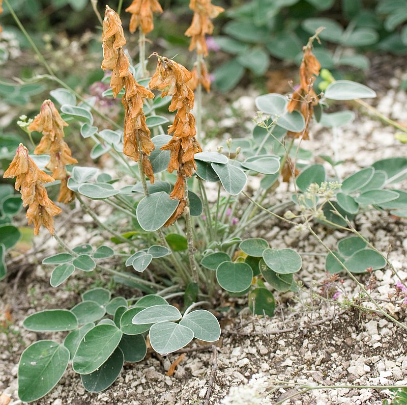 Изображение особи Hedysarum grandiflorum.