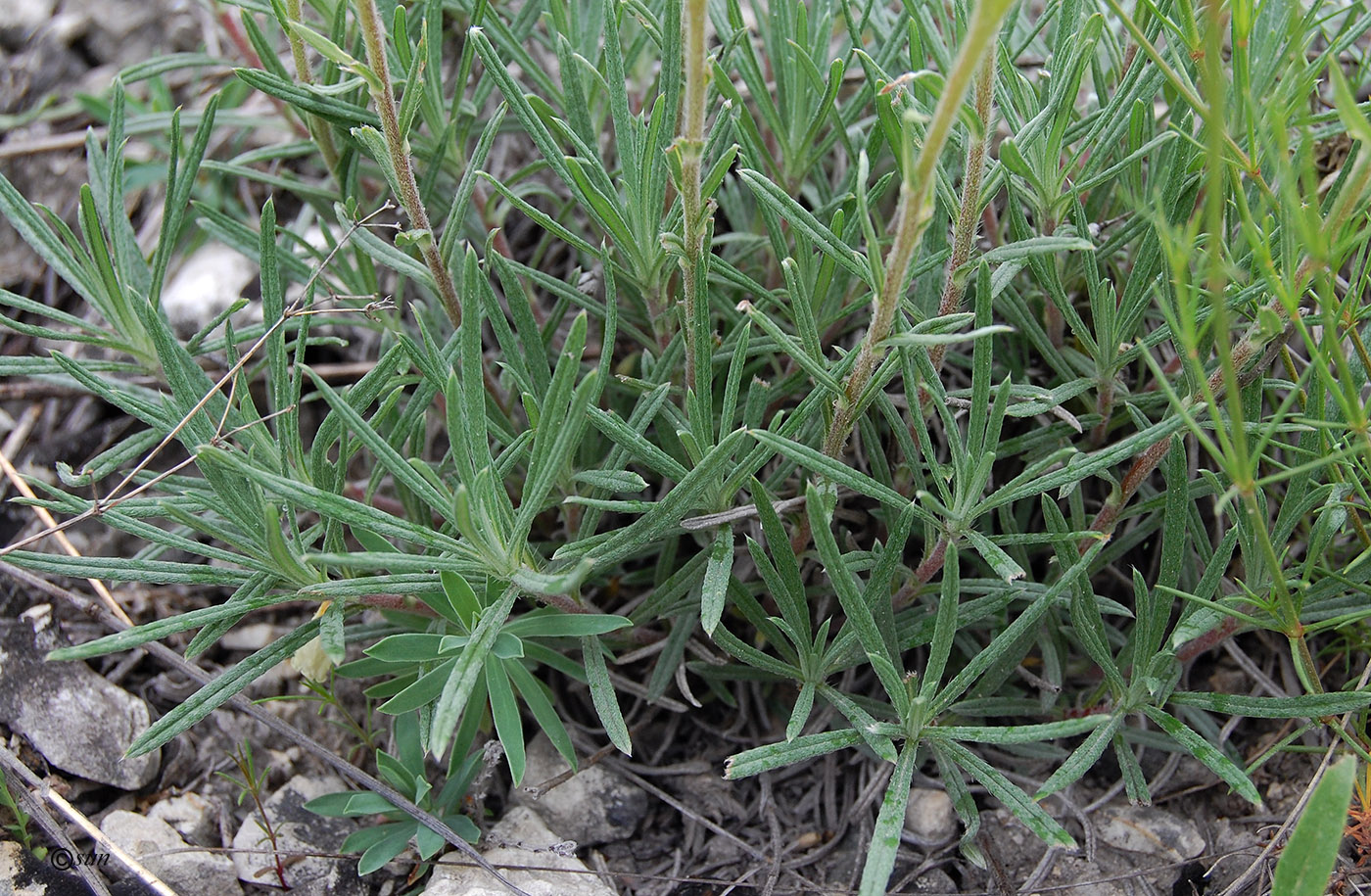 Изображение особи Onosma tanaitica.