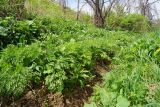 Anthriscus sylvestris var. nemorosa