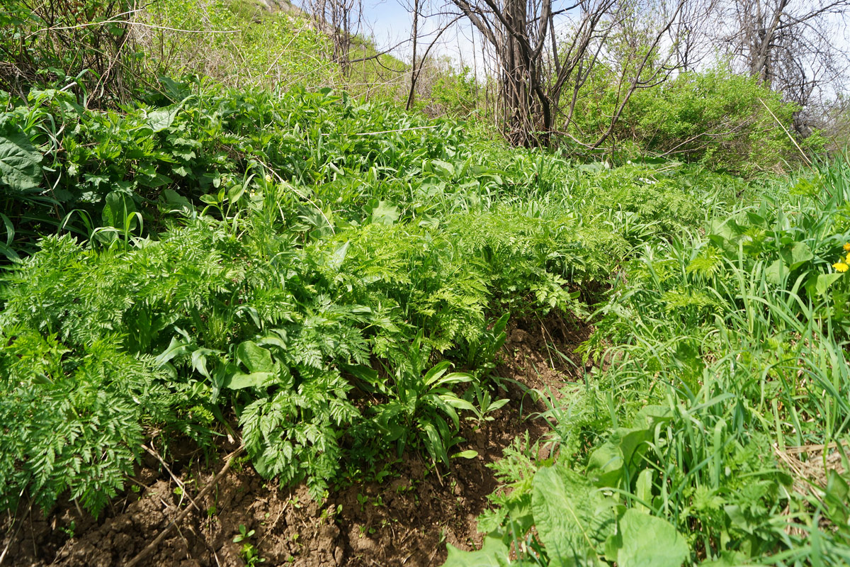 Image of Anthriscus sylvestris var. nemorosa specimen.