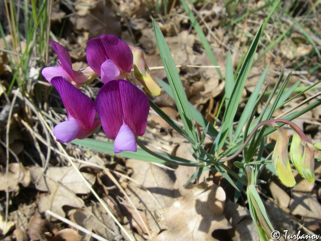 Изображение особи Lathyrus digitatus.