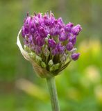 genus Allium