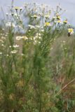 Tripleurospermum inodorum. Цветущее растение с пауком-бокоходом (Thomisus), поймавшим муху-журчалку (Eristalis). Ростовская обл., Волгодонской р-н, Панский лес, поляна. 23.06.2017.