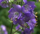 Polemonium caeruleum. Цветки и питающийся жук-долгоносик. Московская обл., Раменский р-н, окр. ж.-д. платформы Хрипань, просека под ЛЭП. 04.07.2017.