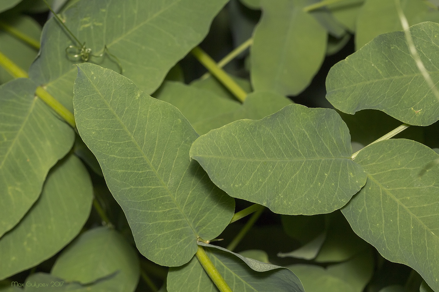 Изображение особи Vicia pisiformis.