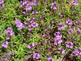 Thymus serpyllum