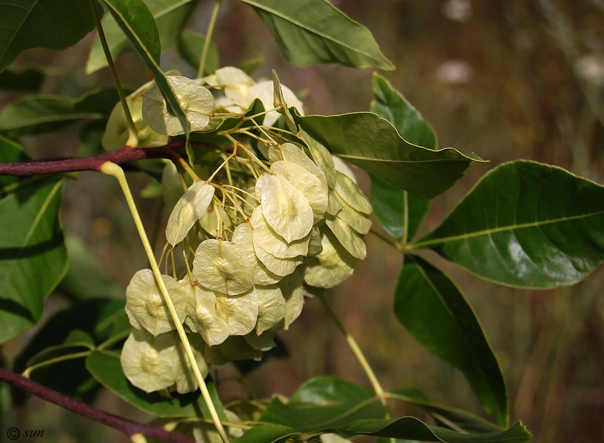 Изображение особи Ptelea trifoliata.