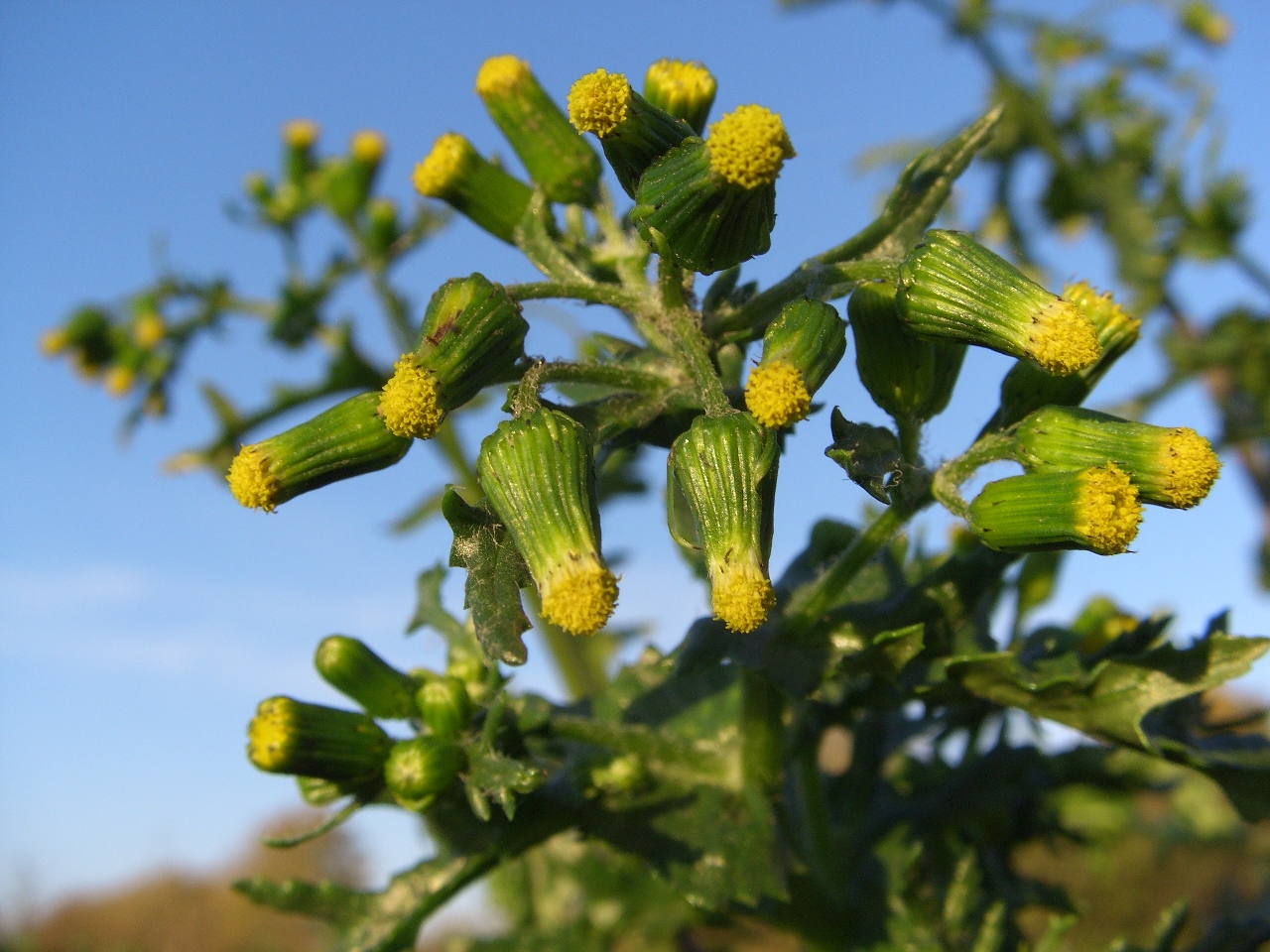 Изображение особи Senecio vulgaris.