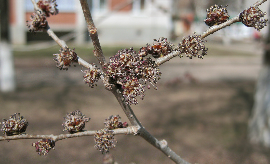 Изображение особи Ulmus pumila.