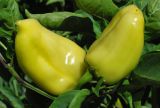 Capsicum annuum