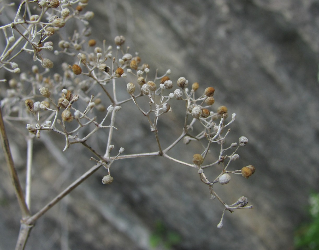 Image of Galium valantioides specimen.