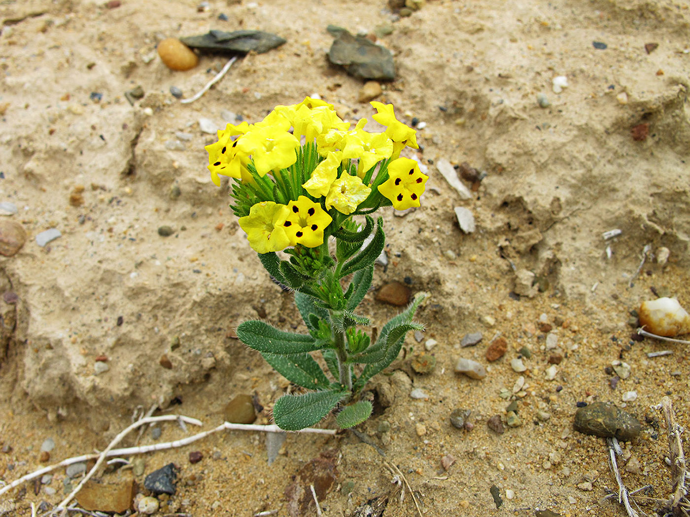 Изображение особи Arnebia guttata.