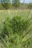 Lithospermum officinale