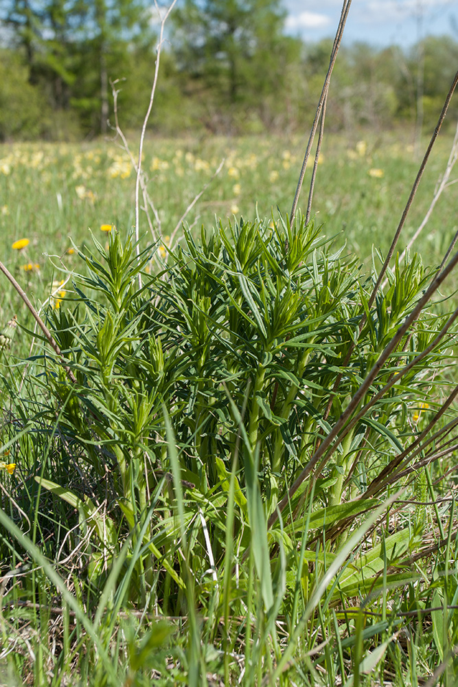 Image of Lithospermum officinale specimen.