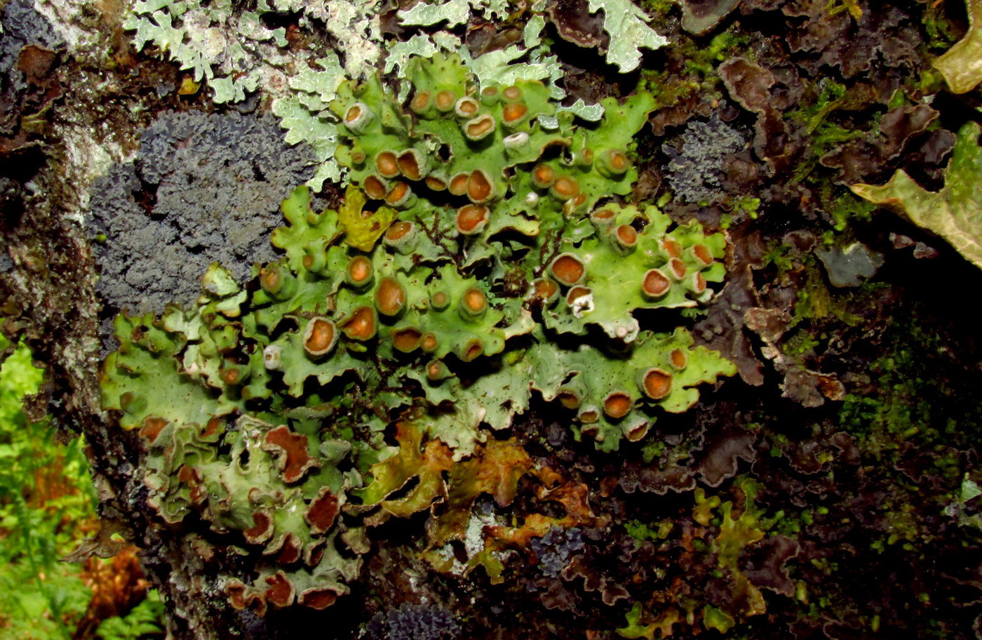 Image of Dendriscosticta gelida specimen.