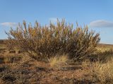 Caragana bongardiana