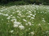 Daucus carota