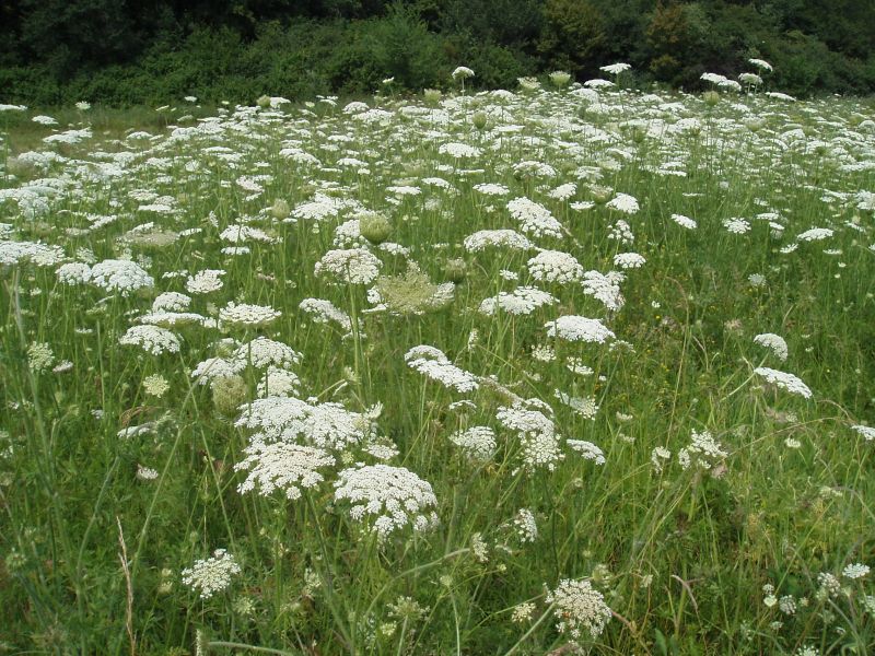 Изображение особи Daucus carota.