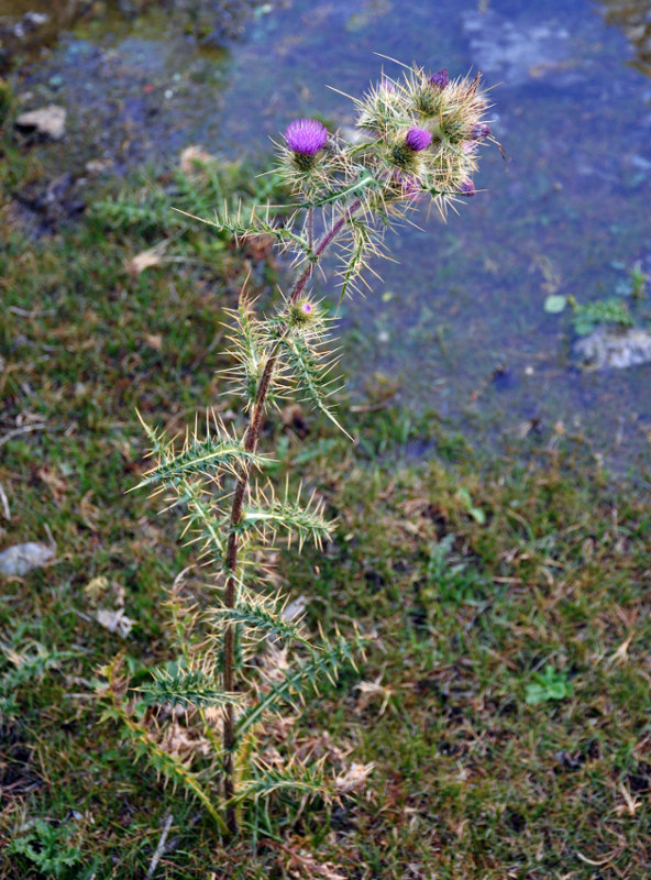 Изображение особи Cirsium glabrifolium.