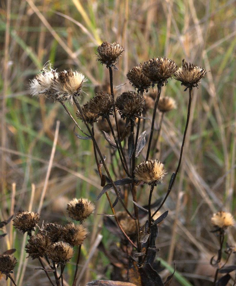 Изображение особи Inula aspera.