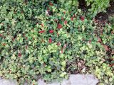 Acalypha herzogiana. Цветущие растения. (аномалия?) Израиль, г. Бат-Ям, в озеленении высотного дома. 16.11.2017.