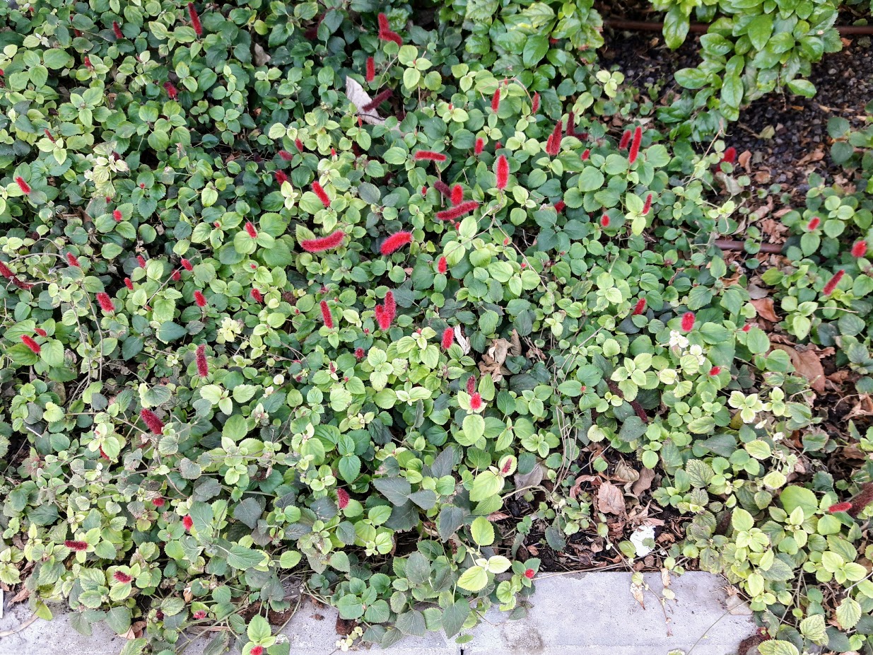 Image of Acalypha herzogiana specimen.