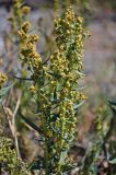 Artemisia dracunculus. Верхушки побегов с соцветиями. Таджикистан, Фанские горы, перевал Талбас, ≈ 3500 м н.у.м., сухой склон. 01.08.2017.