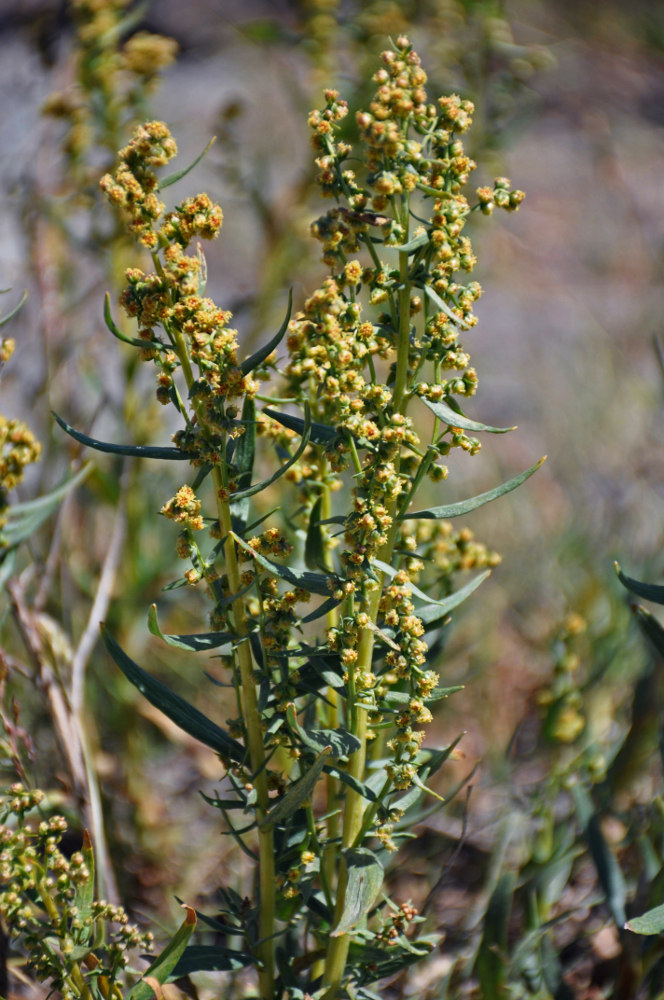 Image of Artemisia dracunculus specimen.