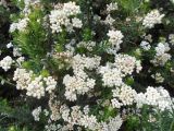 Ozothamnus diosmifolius. Побеги с соцветиями. Австралия, г. Брисбен, ботанический сад. 03.12.2017.