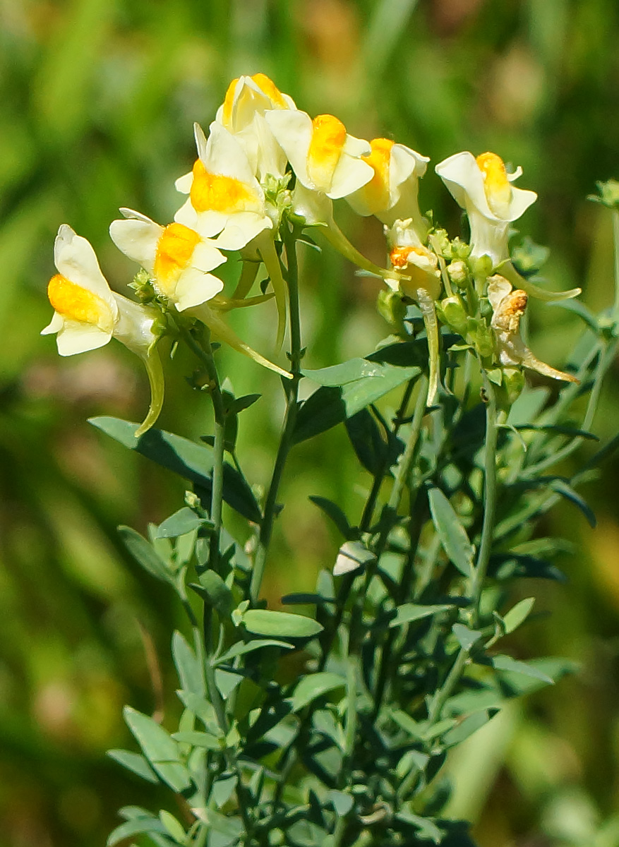 Изображение особи Linaria vulgaris.