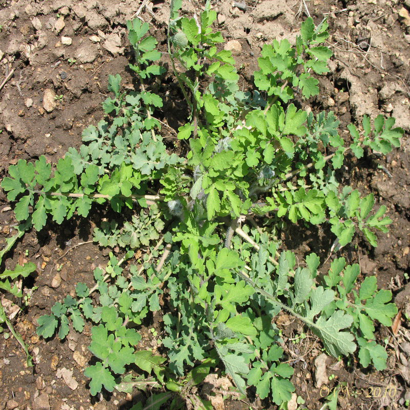 Image of Chelidonium asiaticum specimen.