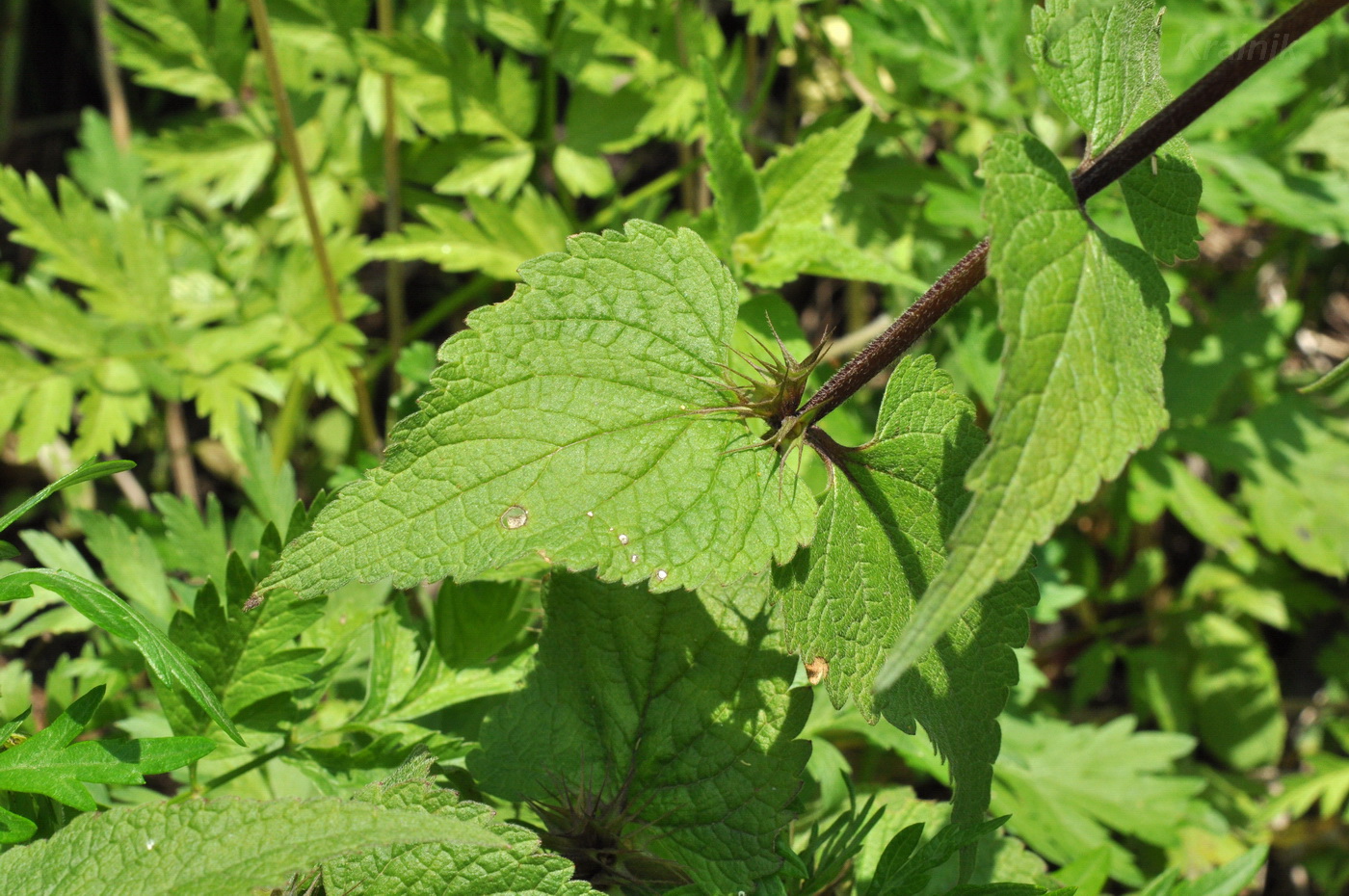 Image of Lamium barbatum specimen.