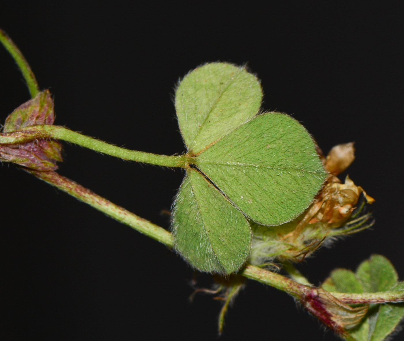 Image of Trifolium eriosphaerum specimen.