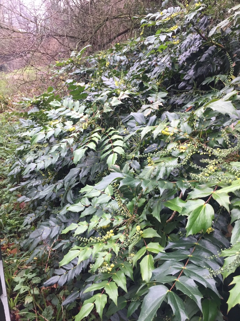 Image of Mahonia bealei specimen.