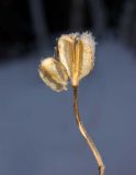 Lilium pilosiusculum. Вскрытая прошлогодняя плодовая коробочка. Башкортостан, Белорецкий р-н, склон хребта Инзерские Зубчатки, поляна в смешанном лесу. 2 января 2018 г.