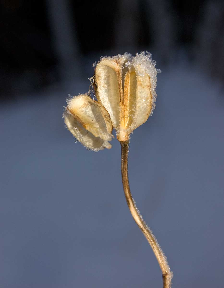 Изображение особи Lilium pilosiusculum.