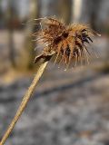 Geum urbanum. Верхушка побега с зимующими плодами. Чувашия, г. Шумерля, городской парк. 25 декабря 2008 г.