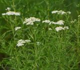 Achillea cartilaginea