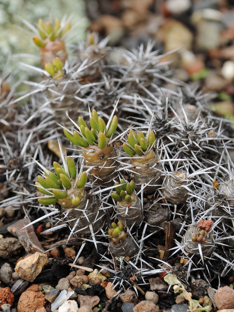 Image of Maihuenia poeppigii specimen.