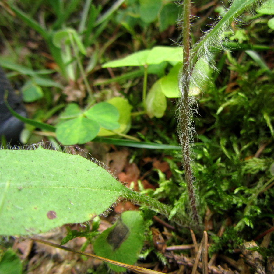 Изображение особи Hieracium silenii.