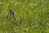 Iris aphylla