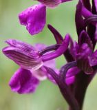 Anacamptis morio подвид caucasica. Цветок (вид сбоку). Крым, Бахчисарайский р-н, окр. с. Трудолюбовка. 05.05.2010.