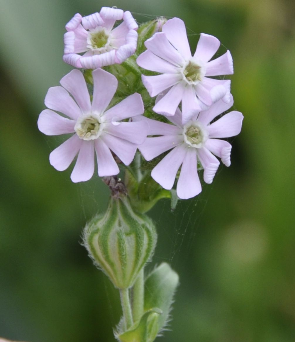 Изображение особи Silene apetala.