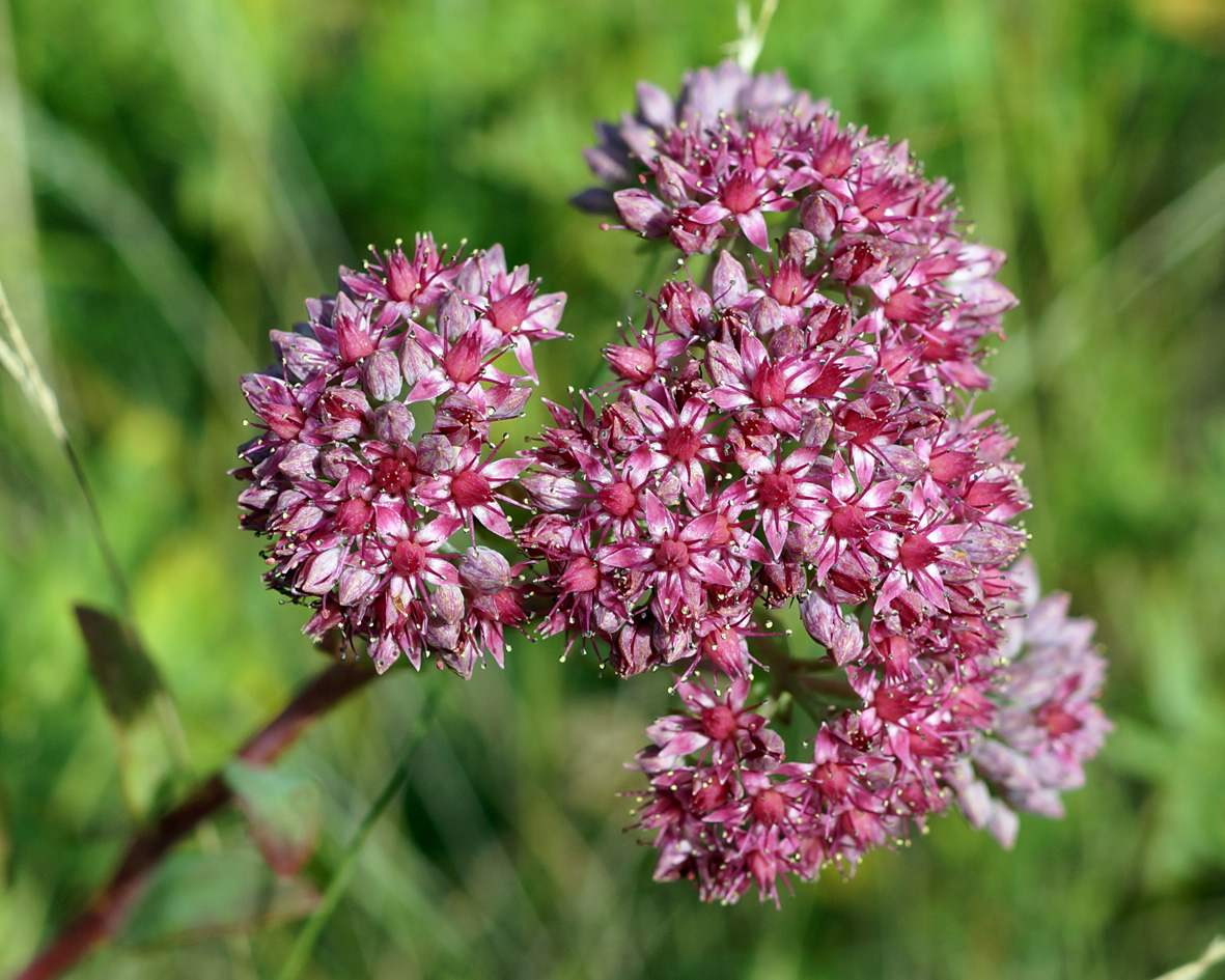 Изображение особи Hylotelephium triphyllum.