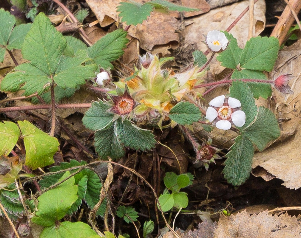 Image of Potentilla micrantha specimen.