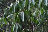 Daphniphyllum macropodum