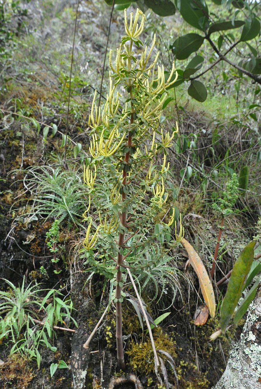 Image of genus Peperomia specimen.