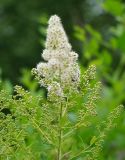 Spiraea alba