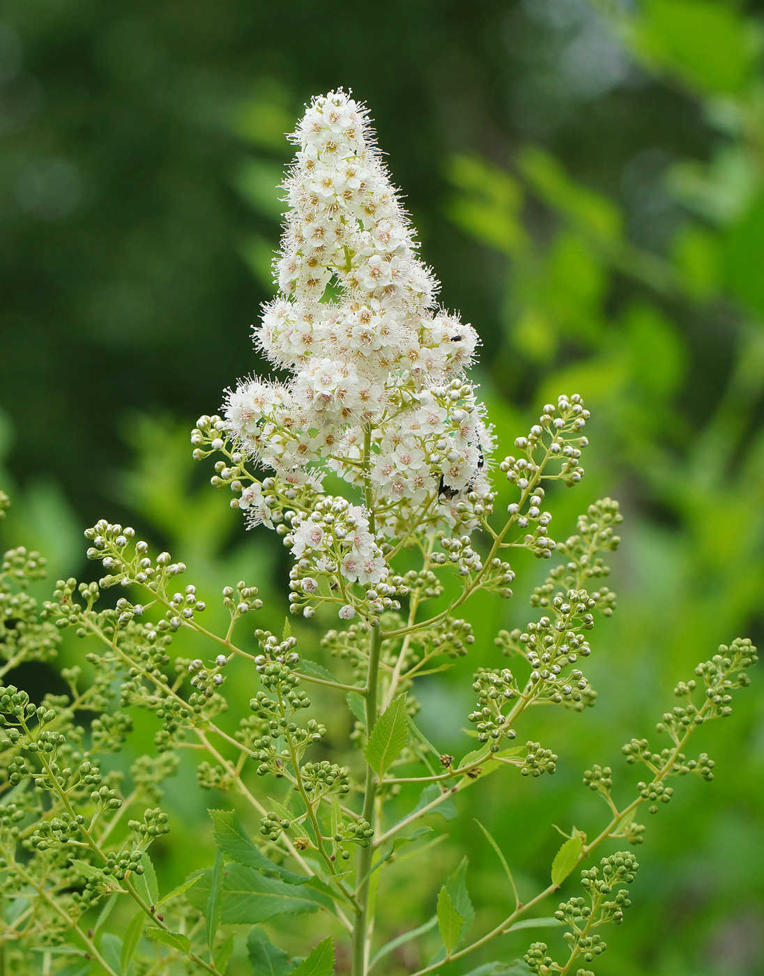 Изображение особи Spiraea alba.